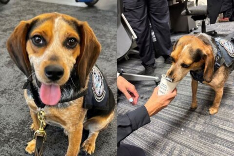 Man arrested, deported for violently kicking member of Dulles ‘Beagle Brigade’